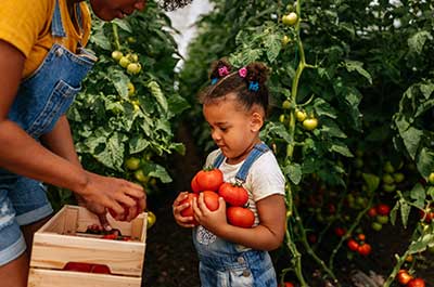 daughter picking tomatoes