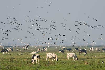 cows and birds in a field