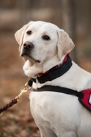 Bravo the therapy dog